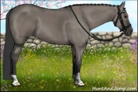 Horse Color:Grullo 