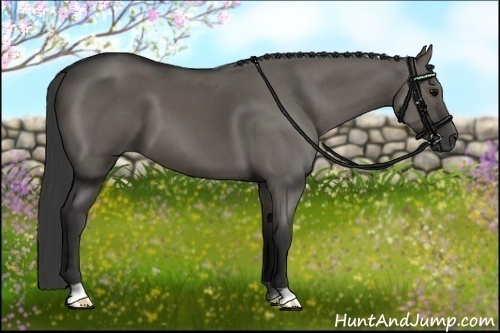 Horse Color:Grullo