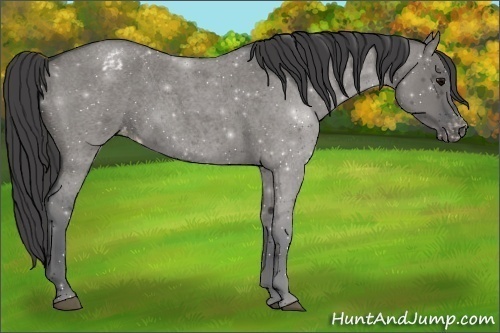 Horse Color:Grullo Roan Appaloosa 