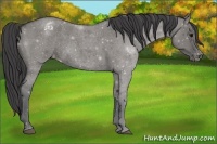 Horse Color:Grullo Roan Appaloosa 