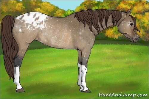 Horse Color:Brown Roan Dun Appaloosa Rabicano 