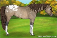 Horse Color:Brown Roan Dun Appaloosa Rabicano 