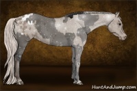 Horse Color:Grullo Appaloosa  and Silver Grullo Appaloosa Rabicano 