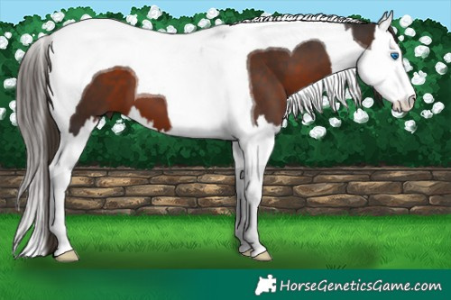 Horse Color:Liver Chestnut Splash Tobiano 