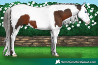 Horse Color:Liver Chestnut Splash Tobiano 