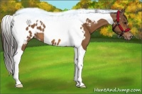 Horse Color:Bay Tobiano Near Leopard