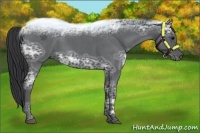 Horse Color:Blue Ice Roan 