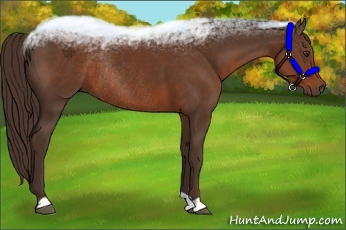 Horse Color:Liver Chestnut Rabicano