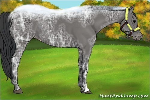 Horse Color:Black Ice Varnish Rabicano 
