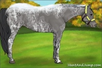 Horse Color:Black Ice Varnish Rabicano