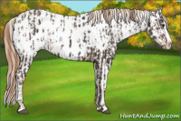 Horse Color:Liver Chestnut Sabino Splash Appaloosa  and Gray Liver Chestnut Sabino Splash Appaloosa 