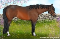 Horse Color:Bay Sabino 
