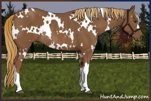 Horse Color:White Spotted Chestnut Rabicano 