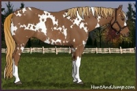 Horse Color:White Spotted Chestnut Rabicano