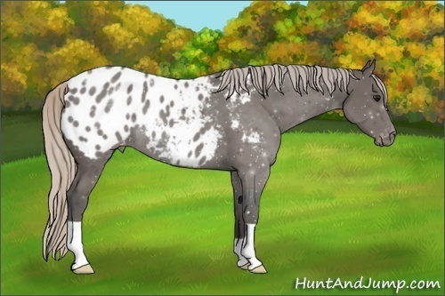 Horse Color:Silver Black Blanket 