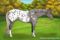 Horse Color:Silver Black Appaloosa 