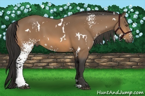 Horse Color:White Spotted Buckskin