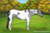 Horse Color:Black Tobiano Rabicano
