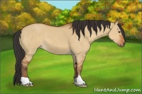 Horse Color:Bay Dun