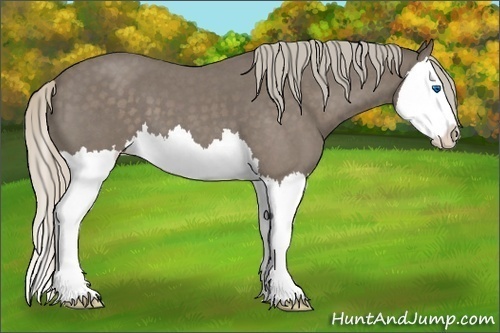 Horse Color:Silver Blue Roan Splash 