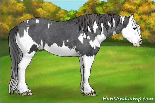 Horse Color:White Spotted Black Splash Appaloosa Rabicano  and Black Splash Appaloosa 
