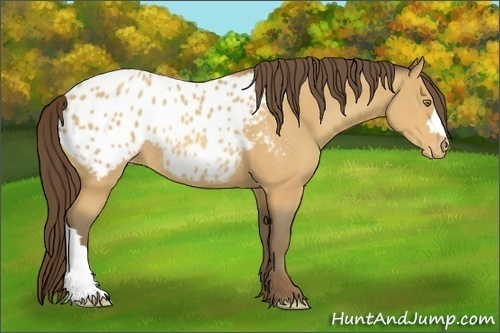 Horse Color:Amber Champagne Blanket Rabicano 
