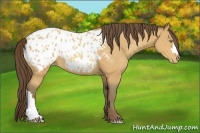 Horse Color:Amber Champagne Blanket Rabicano