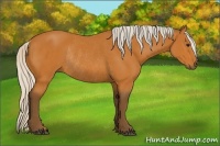 Horse Color:Silver Bay Rabicano