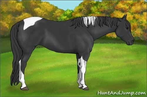 Horse Color:Black Tobiano 