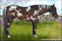 Horse Color:White Spotted Brown 