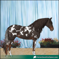 Horse Color:White Spotted Liver Chestnut