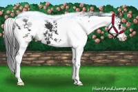 Horse Color:Black Sabino