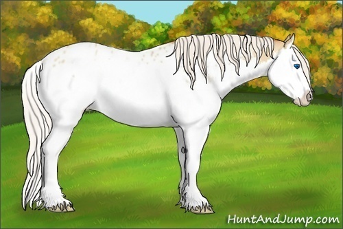 Horse Color:Silver Classic Champagne Roan Dun Splash Appaloosa 