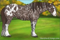 Horse Color:Bay Roan Sabino Splash Appaloosa  and Liver Red Roan Sabino Splash Appaloosa 