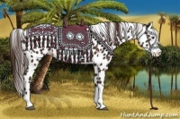 Horse Color:Liver Chestnut Sabino Splash Appaloosa and Liver Chestnut Sabino Splash Appaloosa