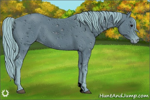 Horse Color:ERROR: UNKNOWN ANOMALY