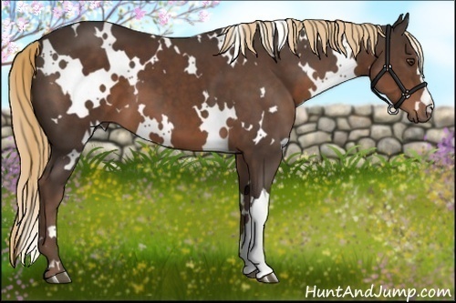 Horse Color:White Spotted Liver Chestnut