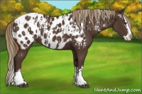 Horse Color:Liver Chestnut Sabino Splash Near Leopard  and Liver Chestnut Sabino Splash Near Leopard 