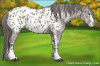 Horse Color:Grullo Sabino Splash Near Leopard  and Grullo Sabino Splash Near Leopard 