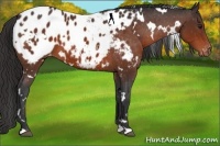 Horse Color:White Spotted Brown Appaloosa