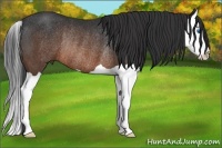 Horse Color:Brown Splash Rabicano
