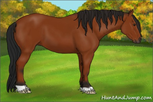 Horse Color:Gray Bay 