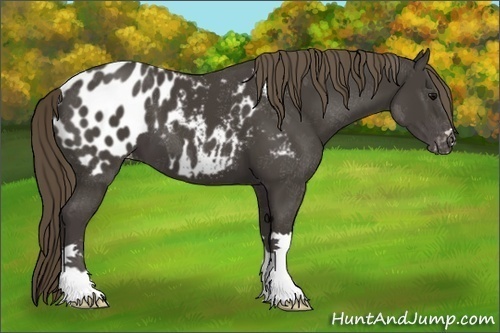 Horse Color:Smoky Black Appaloosa 
