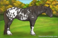 Horse Color:Smoky Black Appaloosa