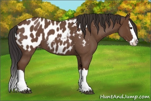 Horse Color:Bay Roan Splash Blanket