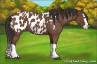 Horse Color:Bay Roan Splash Appaloosa 