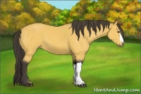 Horse Color:Buckskin 