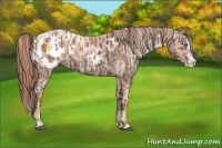 Horse Color:Liver Red Roan Sabino Splash Appaloosa  and Gold Champagne Roan Sabino Splash Appaloosa 