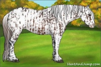 Horse Color:Bay Sabino Splash Appaloosa  and Bay Dun Sabino Splash Appaloosa 