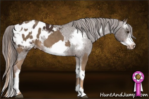 Horse Color:Chocolate Palomino Sabino Splash Frame Appaloosa  and Liver Chestnut Sabino Splash Frame Appaloosa 